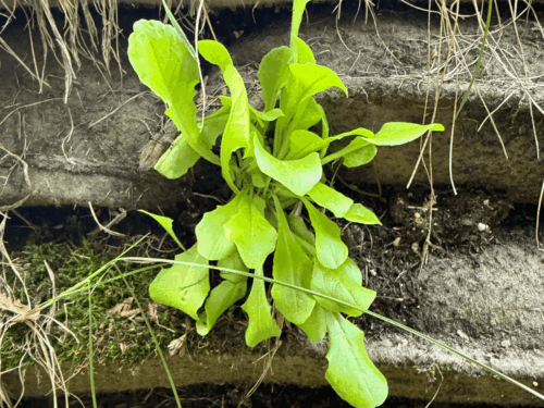 GroWall Raised Garden Bed with Lettuce