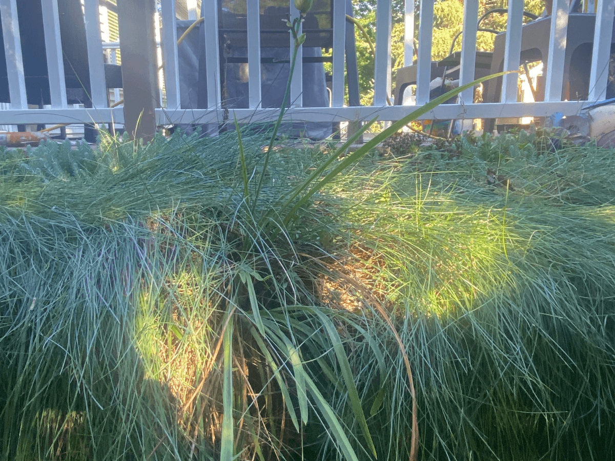 GroWall Raised Garden Bed Planted with Fescue
