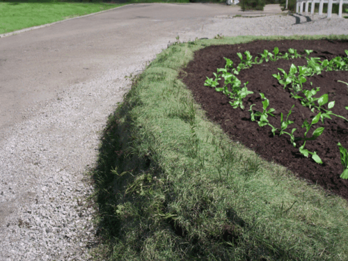 GroWall Raised Garden Bed Seeded and Planted